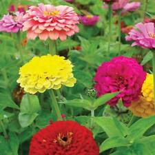 Zinnia Seeds Flowers Garden