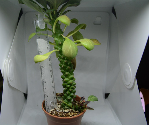 Euphorbia monadenium ritchiei - monadenium,