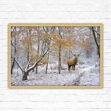 Stag in winter forest, framed