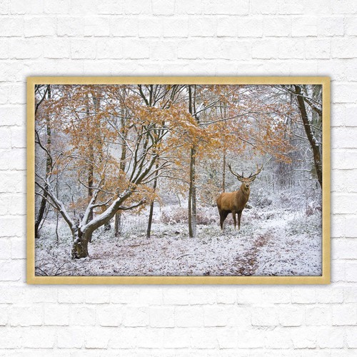 Stag winter forest framed - stag,