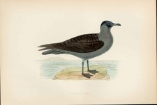 Pomarine Skua Morris British