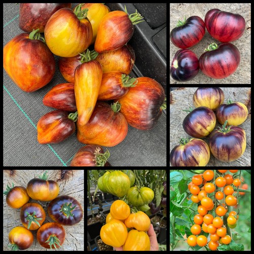 Rare heritage tomato - 22,