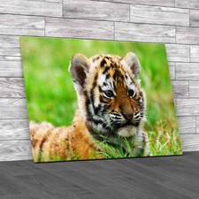 Cute Siberian Tiger Cub Canvas