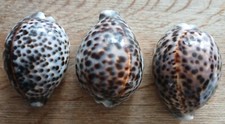 3 x Beautiful Large Tiger Cowrie Shells 8 - 9cm