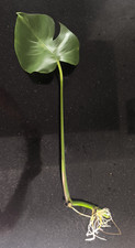 Large Monstera Deliciosa/Swiss Cheese Plant - Leaf Rooted Cutting 61cm High