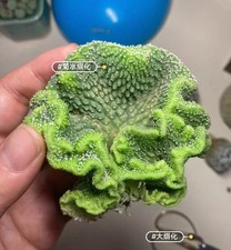 9cm＋ Rare Live House Plant