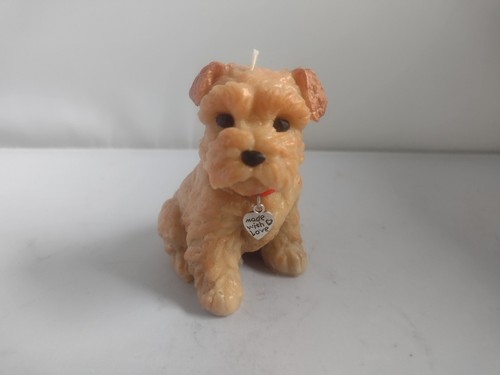 Cute norfolk terrier - norfolk,