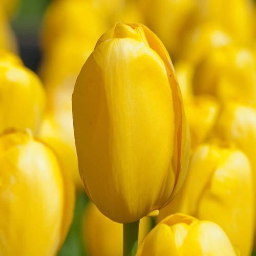 10x golden roi midi - roi,