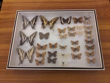 Box Of Butterflies From Europe And The USA. Lepidoptera, entomology