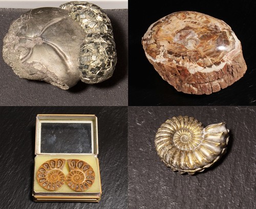 Fossils fossils unique fossil