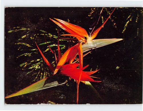Postcard colorful bird - postcard,