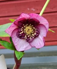 helleborus Hellebore