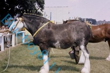 large Heavy horse at Royal