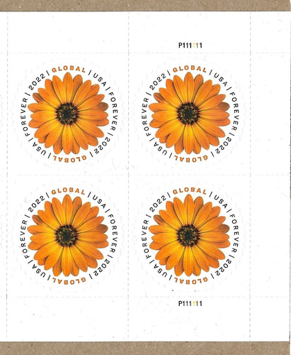 African daisy flowering nature - daisy,
