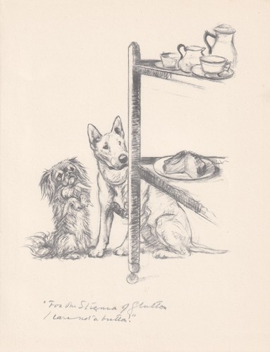 1936 pekingese bull - pekingese, terrier
