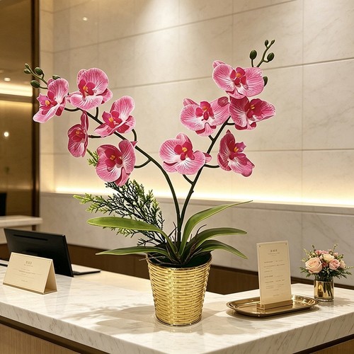Phalaenopsis orchid simulation - phalaenopsis,