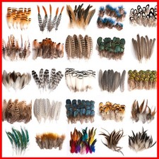 Wholesale Natural Peacock