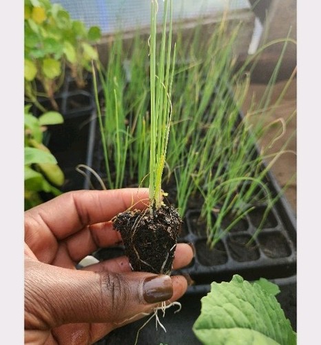 Leek bare root plants - plants, |