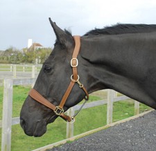 Rhinegold Leather Headcollar |