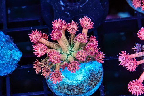 Juicy fruit goniopora wysiwyg - juicy,