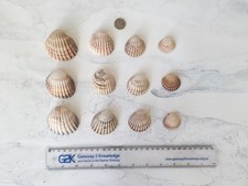 Lot of 30 cockle shells Extra