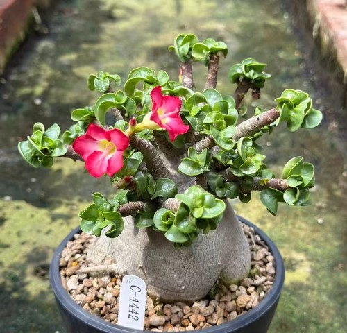 Sale rare plant - sale, obesum