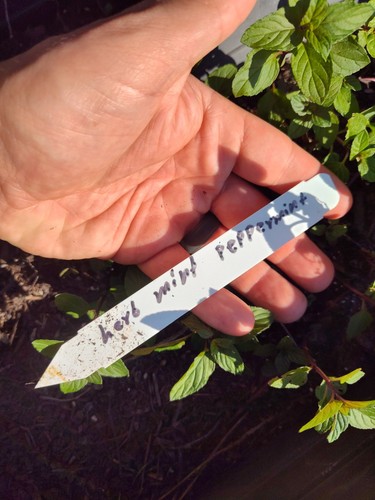 Peppermint mint cutting - peppermint,