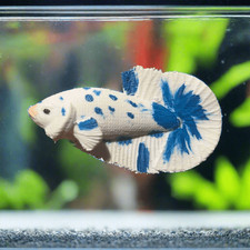 3D Printed Hand Painted Male