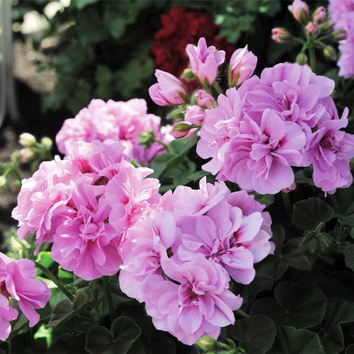 Geranium plant 13cm pot - geranium, in