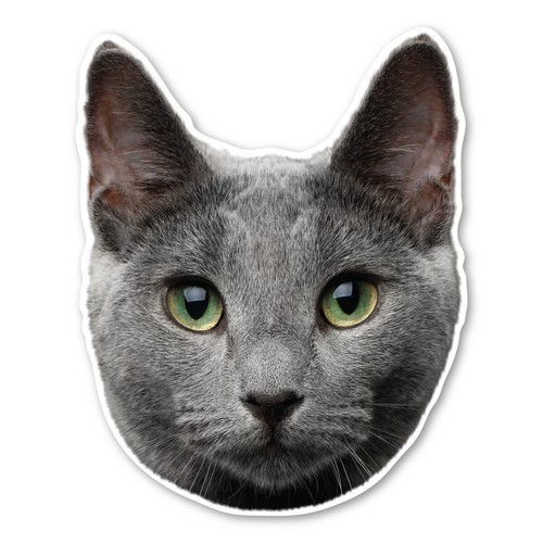Russian blue cat - cat, magnet
