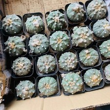 20pcs  Astrophytum asterias