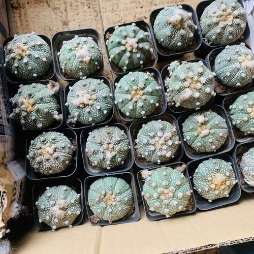 20pcs astrophytum asterias - astrophytum,