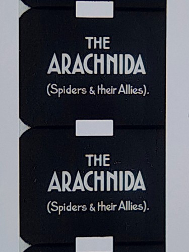 5mm film arachnida fire - film,