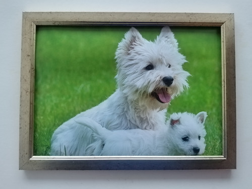 West highland terrier dog - west,