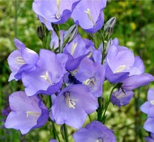 6 X Campanula - Persicifolia
