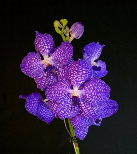 Vanda new blue almost - blue.,