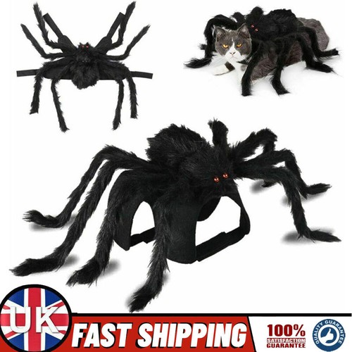Halloween pet bat - halloween, spider