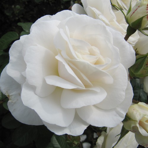 White cloud 5lt - -, potted