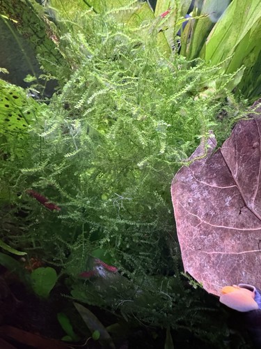 Java moss aquarium live fish - java,