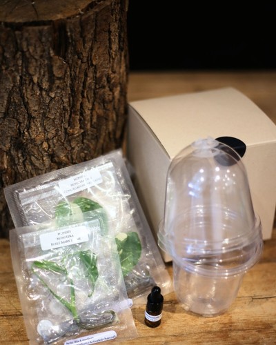 Monstera tissue culture - monstera,