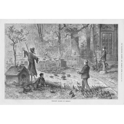 Pheasant rearing germany - rearing, in