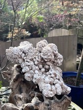 Selenite desert rose frosted - selenite,