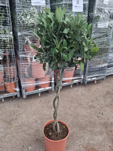 Double twisted spiral bay - double, tree