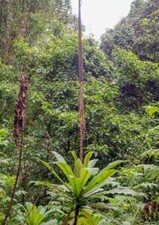 LOBELIA BAMBUSETI - 10 x seeds