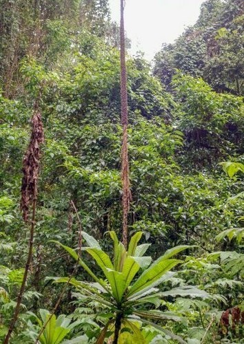 Lobelia bambuseti x - 10, seeds