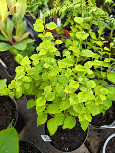 Styrax wilsonii genuine plant