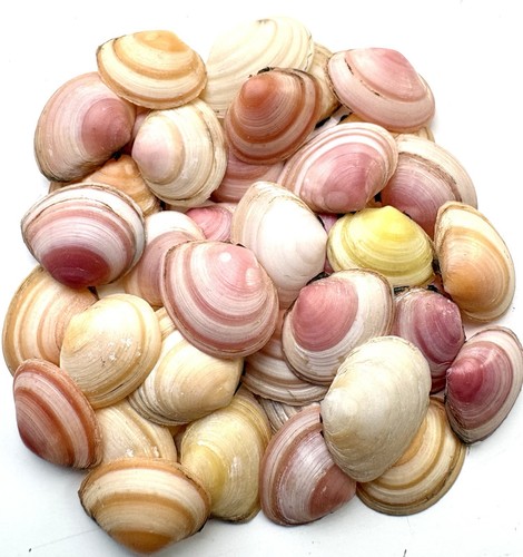 Mixed small seashells assorted - mixed,