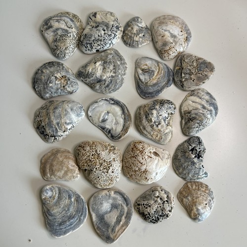 20x oyster shells - 20x, sea