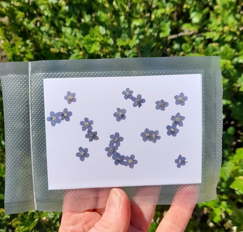Pressed forget not flowers - pressed,