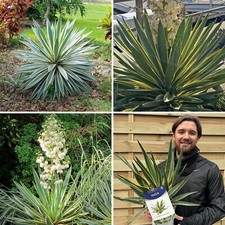 Yucca Succulent Plant Gloriosa Variegata Spanish Dagger Evergreen Garden Shrub